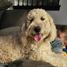 Emmy - Goldendoodle
