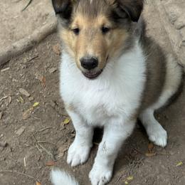 Collie Puppies from Hedge Haven Farm