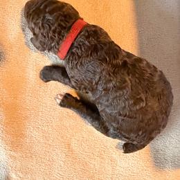 Red - Brown female Poodle puppy in Atlanta, Georgia from Syren House Doodles & Poodles