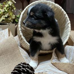 Clark - Black tri-color male Australian Shepherd puppy in Butler, Georgia from Aussies at Howling Hill Farm