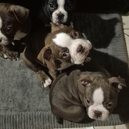 Boston Terrier Puppies from Broadus Boston Terriers