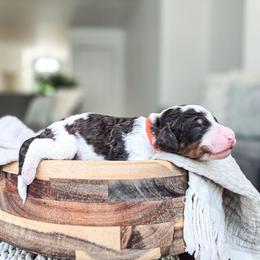 Olympus - Parti male Poodle puppy in Gaylord, Michigan from Dog Mom Co. Poodles