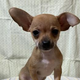 Jane - Fawn and white female Chihuahua puppy in Branford, Florida from Mbjs Doxies and chihuahuas