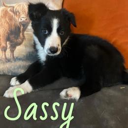 Sassy - Black and white female Border Collie puppy in Rocky, Oklahoma from SoCal/Promise Land Border Collies