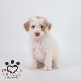 Miss White - Parti female Labradoodle puppy in Travelers Rest, South Carolina from Doodles of Love Labradoodles