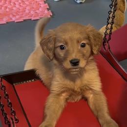 Girl 1 - Fawn female Companion Cross puppy in Columbus, Ohio from Laura Shorter