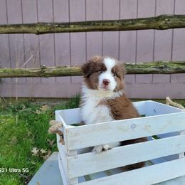 Australian Shepherds from Ritterbeck Aussies