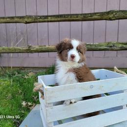 Australian Shepherds from Ritterbeck Aussies