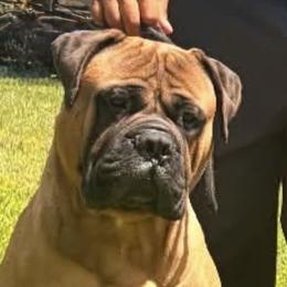Bullmastiffs from Silverback Bullmastiffs