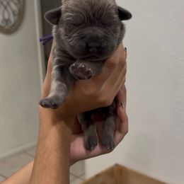 FEMALE - Gray female Cane Corso puppy in Lake Elsinore, California from CRUCIAL CANE CORSOS