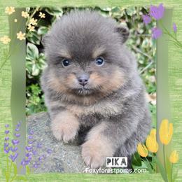 Pika - Blue and tan female Pomeranian puppy in Eatonville, Washington from Foxy Forest Poms