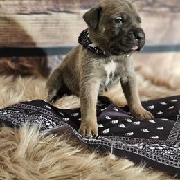 Black-Straw carrier - Gray male Cane Corso puppy in Fritch, Texas from Carrie Brown's Cane Corsos