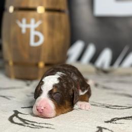 BROWNING - Tri-color male Bernedoodle puppy in Corpus Christi, Texas from The Henke Doodles