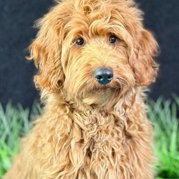 Zeus - Red  male Goldendoodle puppy in Norton, Ohio from Keepsake Doodles