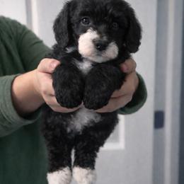 Yule - Black and white male Bernedoodle puppy in Smiths Station, Alabama from Peach & Pawmetto Doodles