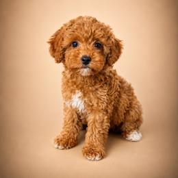 Cove - Red  male Poodle puppy in Wharton, Texas from In the Red Poodles