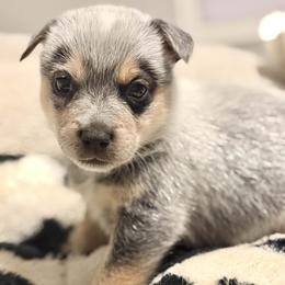 Hampshire - Blue speckled male Australian Cattle Dog puppy in Pierpont, Ohio from Spotted Ewe ACDs