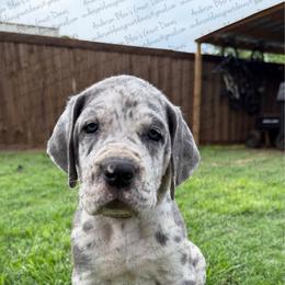 Tory - Merle female Great Dane puppy in Granbury, Texas from Anderson Blau’s Great Danes