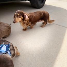 (Spayed) Chocolate Dapple Longhair Female Adult - Dapple female Dachshund puppy in Horizon City, Texas from Micah's Minis