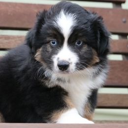 Pembroke Welsh Corgis and Toy Australian Shepherds from Dragonfly Corgis & Toy Aussies