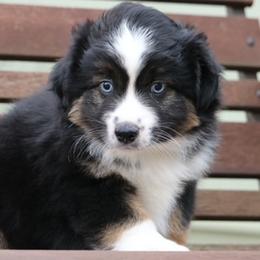 Pembroke Welsh Corgis and Toy Australian Shepherds from Dragonfly Corgis & Toy Aussies