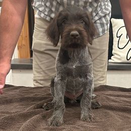 Finn - Brown and gray male Wirehaired Pointing Griffon puppy in Shelley, Idaho from Western Gundogs