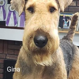 Airedale Terrier All Grown Up from Lynaire Kennels