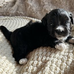 Boy 1 - Black and white male Shihpoo puppy in Seymour, Tennessee from Mel’s Teddy Bear Puppies