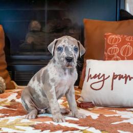 Blue Fawnequin 2 (fawn harlequin) - Harlequin female Great Dane puppy in Kimball, Michigan from Starlight Danes