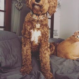 Goldendoodle, Poodle, and Sheepadoodle All Grown Up from Brewer's Goldendoodles & Sheepadoodles