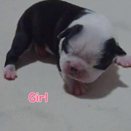 Pink - Black and white female Boston Terrier puppy in Clinton Township, Michigan from Greenberg's Boston Terriers & Bullies of Metro Detroit