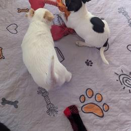 Jazeman of Oakview Farm - Black and white female Chihuahua puppy in Waycross, Georgia from OakView Farm Chihuahuas FB