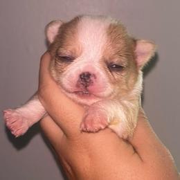 Wasabi - Merle female Chihuahua puppy in New Castle, Delaware from Sasha’s Elite Kennel LLC