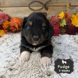 Fudge - Black tri-color male Australian Shepherd puppy in El Dorado Springs, Missouri from OR Aussies