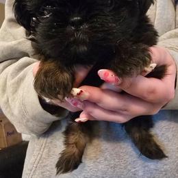 Girl 2 - Black and tan female Shih Tzu puppy in Norris City, Illinois from Dainty and Darling Shih Tzu