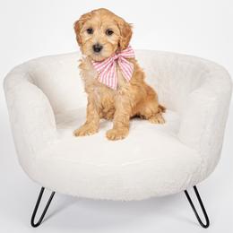 Dottie - Apricot female Australian Labradoodle puppy in Leicester, North Carolina from Paws For All Labradoodles