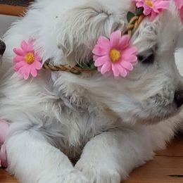 Goldendoodles from Carolina Goldendoodles