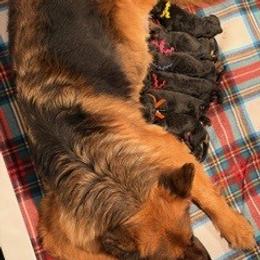 Boy 4 - Black and red male German Shepherd puppy in Valley Springs, South Dakota from Von Pasch German Shepherds