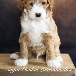 Australian Labradoodle Puppies from Sugar Cookie Australian Labradoodles