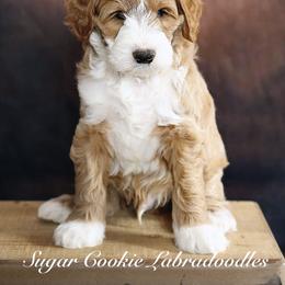 Australian Labradoodle Puppies from Sugar Cookie Australian Labradoodles