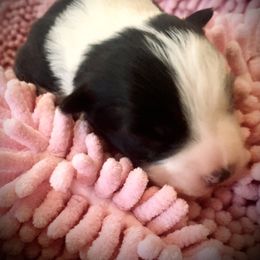 Border Collie Puppies from Beloved Border Collies