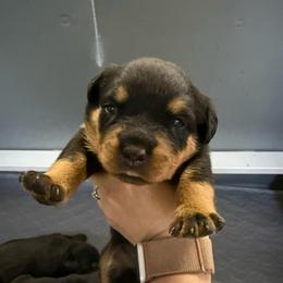 Swiftie - Black and tan female Rottweiler puppy in Mcminnville, Oregon from JHB Rottweilers