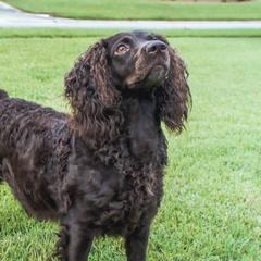 Fox - Boykin Spaniel