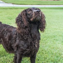 Fox - Boykin Spaniel