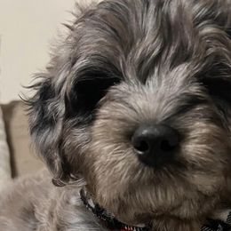 Aussiedoodles and Goldendoodles from Sweet Canaan Farm - Doodles