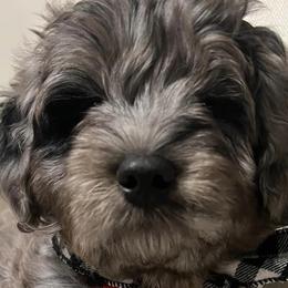 Aussiedoodles and Goldendoodles from Sweet Canaan Farm - Doodles