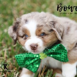 Australian Shepherd, Miniature American Shepherd, Miniature Australian Shepherd, and Toy Australian Shepherd Puppies from TK Standard, Mini, & Toy Aussies