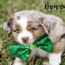 Australian Shepherd, Miniature American Shepherd, Miniature Australian Shepherd, and Toy Australian Shepherd Puppies from TK Standard, Mini, & Toy Aussies