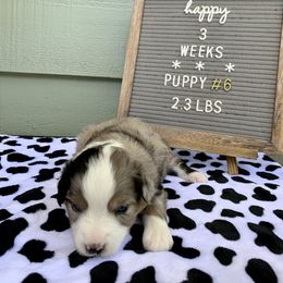 Miniature Australian Shepherd Puppies from 5 Star Mini Aussies