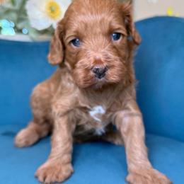 Lavendar - Apricot female Cavapoo puppy in Yuciapa, California from AlltheDoodlez_